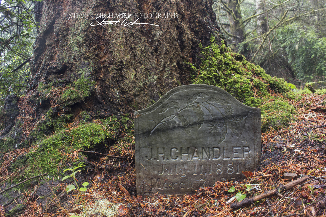 old forest in headstone