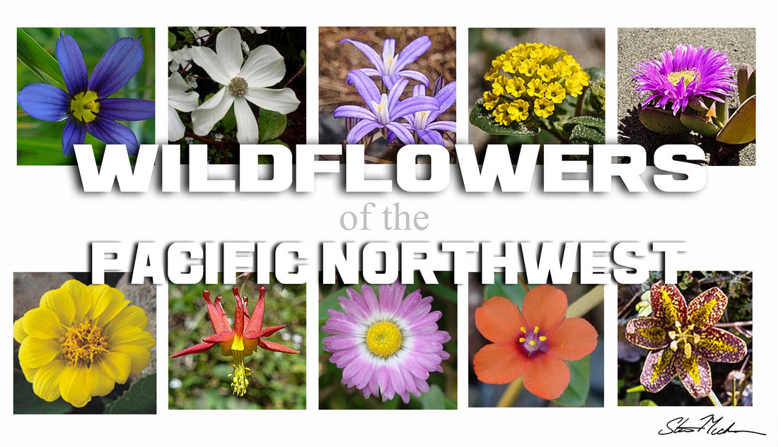 Wildflowers Of The Pacific Northwest